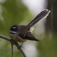 New Zealand Fantail